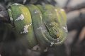 Kids_DFWzoo_3-2016 (117)